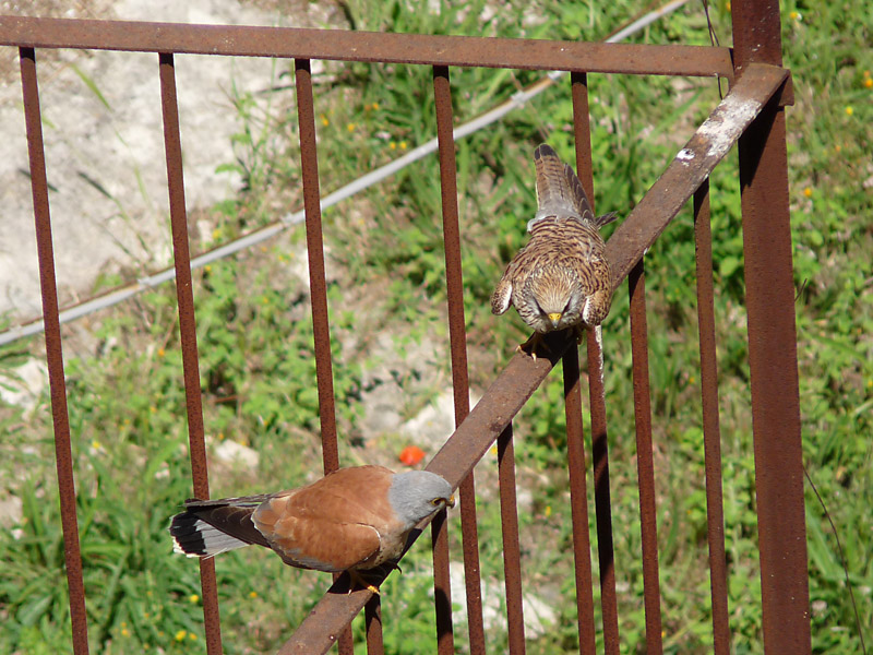 Il Falco Grillaio